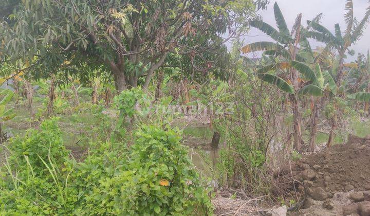 TANAH SHM STRATEGIS BEBAS BANJIR DI TLOGOMULYO SEMARANG TIMUR  1