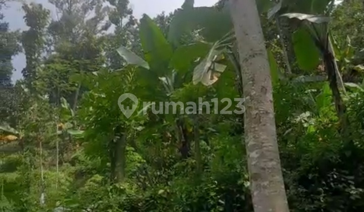 Tanah Perkebunan. Shm. Dengan Aneka Pohon Siap Panen. Jalan Sudah Paving. Harga Termurah Dikelasnya