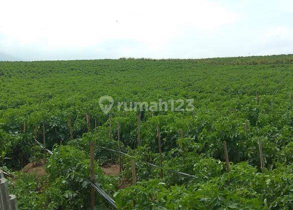 Cocok Untuk Investasi : Kebun Kentang Masih Produktif Di Kota Batu Malang 1
