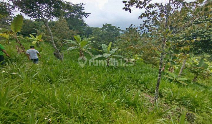 Tanah Di Jual Cepat Dan Murah Di Desa Sukamakmur Kab Bogor 2