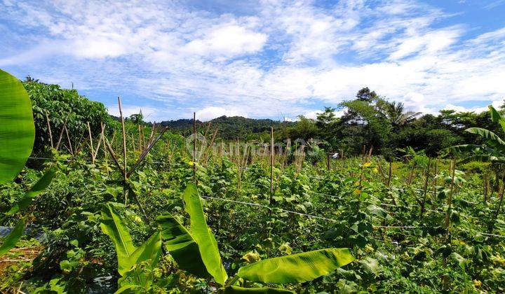 Tanah Di Jual Murah  Di Sukabumi Cipeuteuy Kabandungan  2