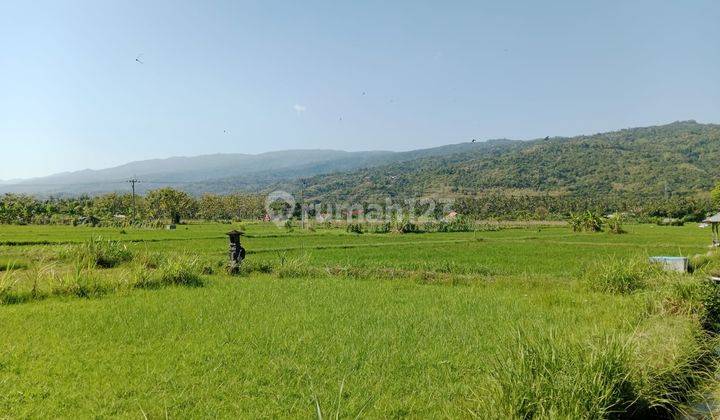 Land With Rice Field View For Sale in Lovina 2