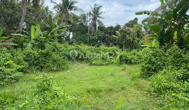 Budget Friendly - Expansive Land Opportunity Close To Lovina 2