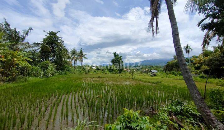 Land with Rice Field View  in Lovina 1