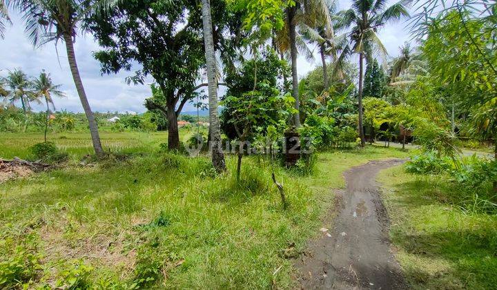 Land with Rice Field View  in Lovina 2