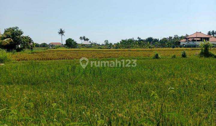 Land With Rice Field View  in Lovina 1