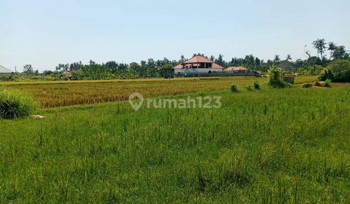 Land With Rice Field View  in Lovina 2