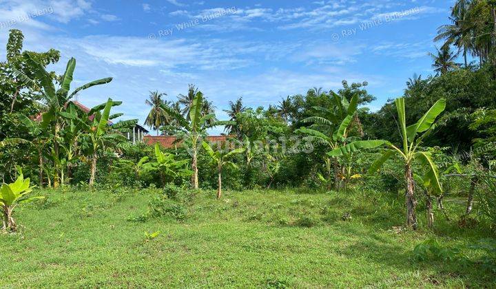Lovina Living: Land In The Heart Of It All 2