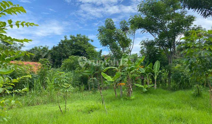 Prime Land In Lovina - Ideal for Villa Development 2