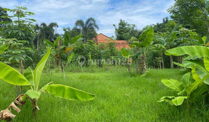 Prime Land In Lovina - Ideal for Villa Development 1