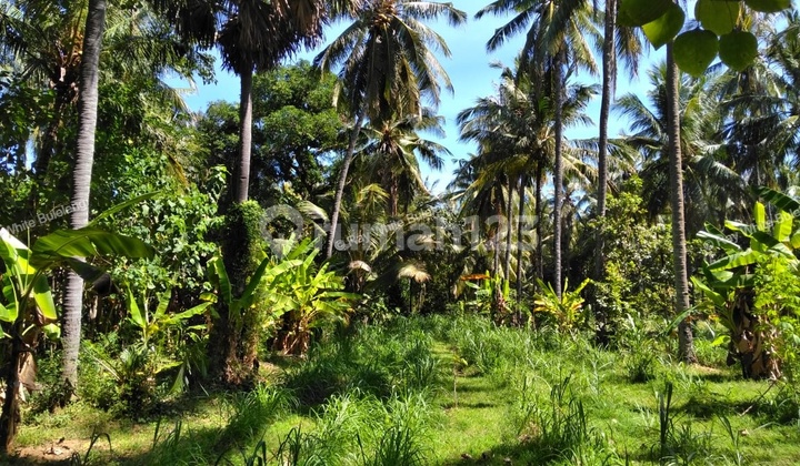 Strategic 1500 Sqm Land In Air Sanih - Perfect For Residential Development Strategic 1500 Sqm Land In Air Sanih - Perfect For Residential Development