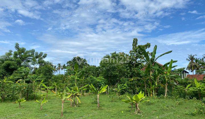 Lovina Living: Land In The Heart Of It All 1