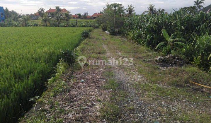 Tanah Istimewa View Sawah, Cocok utk Vila Complex, Nyanyi Tabanan 2