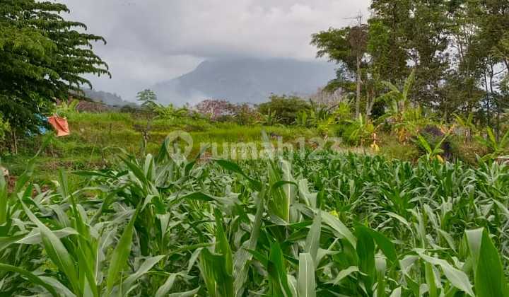Tanah Villa di Prigen, Pasuruan, Khusus, Surabaya Tanah Luas