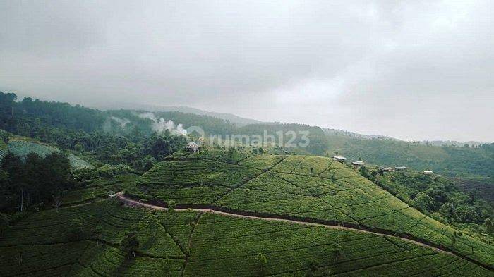 Dijual Cepat Perkebunan Teh Hijau Produktif 2