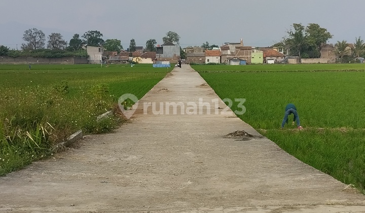 Dijual Sawah Subur Bukan Harga Proyek Dijual Sawah Subur Bukan Harga Proyek