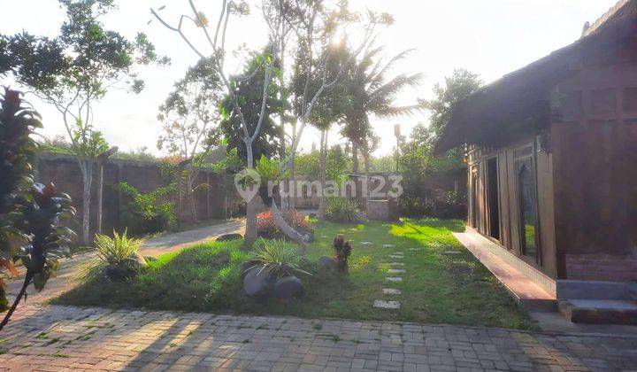 Rumah Klasik Joglo View Persawahan Hadap Timur 2