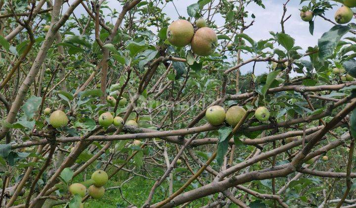 Tanah Kebun Tanaman Apel Strawberry Sayur Subur Di Junggo Batu 2