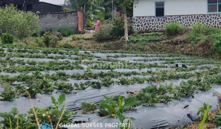 Tanah Kebun Tanaman Apel Strawberry Sayur Subur Di Junggo Batu 1