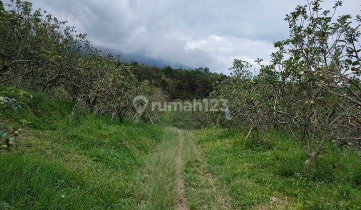 Tanah Kebun Luas Murah Dan Subur di Junggo Kota Batu 2