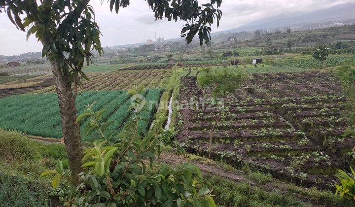 Tanah Sawah Luas Dan Subur di Junrejo Kota Batu 1