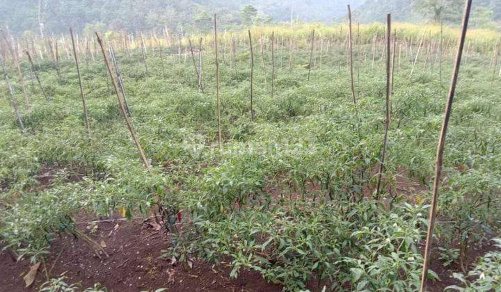 Tanah Kebun Luas Murah Strategis di Donomulyo Karangploso Malang  1