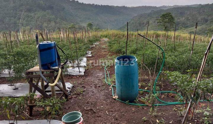 Tanah Kebun Luas Murah Strategis di Donomulyo Karangploso Malang  2