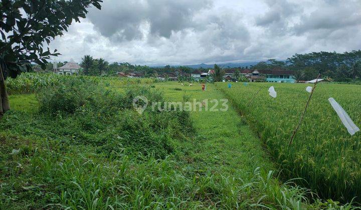 TANAH KEBUN SUBUR HARGA ISTIMEWA DI KEPANJEN KABUPATEN MALANG. 2