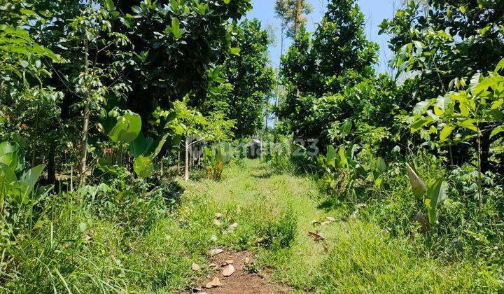 Tanah Kebun Subur Luas Harga Istimewa di Torongrejo Kota Batu. 2