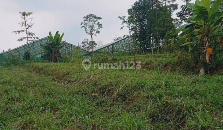 Tanah Kebun Subur Harga Ramah Di Tutur Wetan Kabupaten Pasuruan. 1