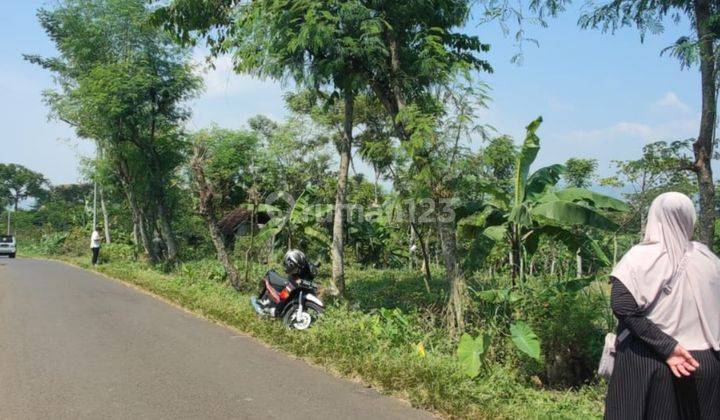 Tanah Sawah Subur Harga Baik Di Purwodadi Kabupaten Pasuruan. 1