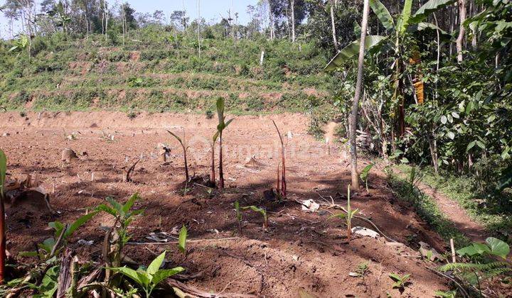 Tanah Kebun Subur Harga Ramah Di Tutur Wetan Kabupaten Pasuruan. 2