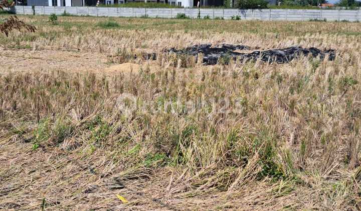 Tanah Dijual Cepattt di Desa Pasir Jengkol, Kab. Karawang Tanah Dijual Cepattt di Desa Pasir Jengkol, Kab. Karawang