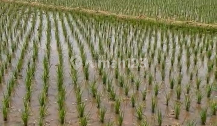 Kavling Dijual Cepattt di Desa Cimanggung, Kab. Sumedang