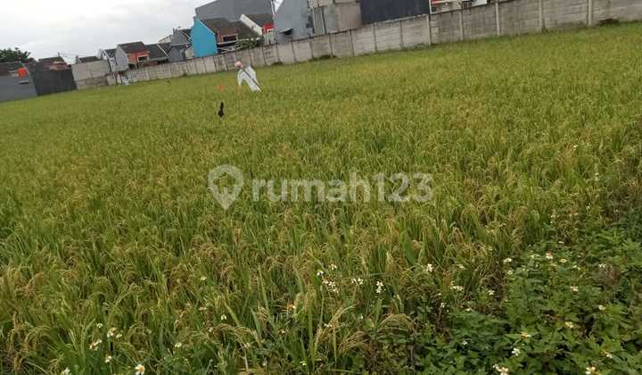 Lahan Sawah di Sepatan Lokasi Pinggir Jalan 2.410 M2 SHM. Jual Cepat