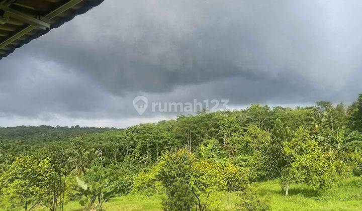 beli tanah bonus kebun durian, kebun alpukat, dan villa 1