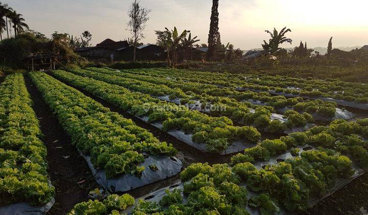 Kavling Luas di Cianjur. Rwcg 2022 06 0041 joh 1