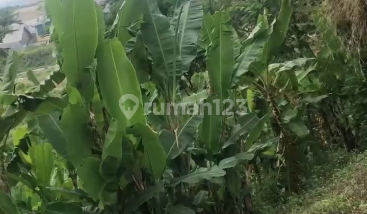 Tanah 723 Di Ngalian  2