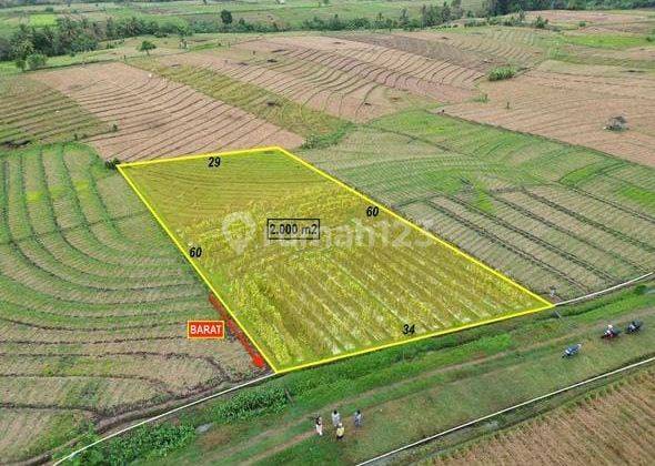 Freehold Land For Sale Beraban Selemadeg Tabanan 1