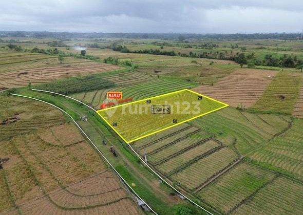 Freehold Land For Sale Beraban Selemadeg Tabanan 2