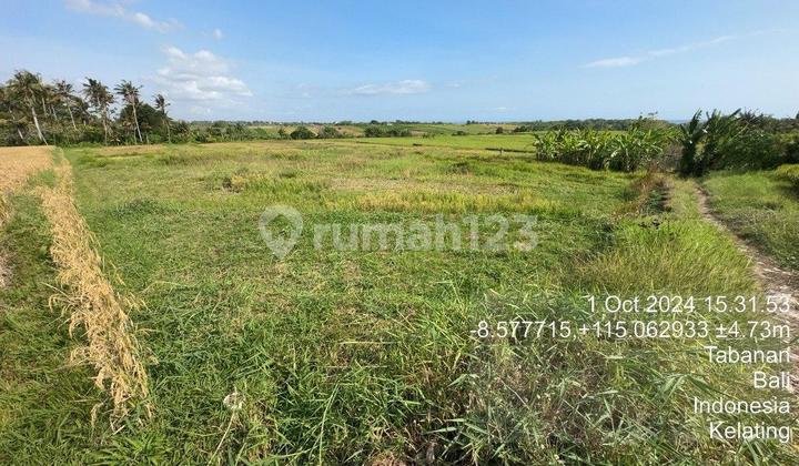 Dijual Tanah Kavling Lokasi di Jl. Raya Kerambitan, Tabanan, Bali