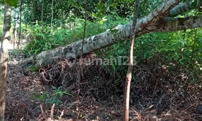 Tanah Murah Strategis di Uban Tanjung Pinang