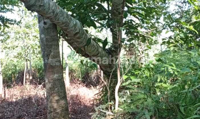 Tanah Murah Strategis di Area Uban Tanah Murah Strategis di Area Uban