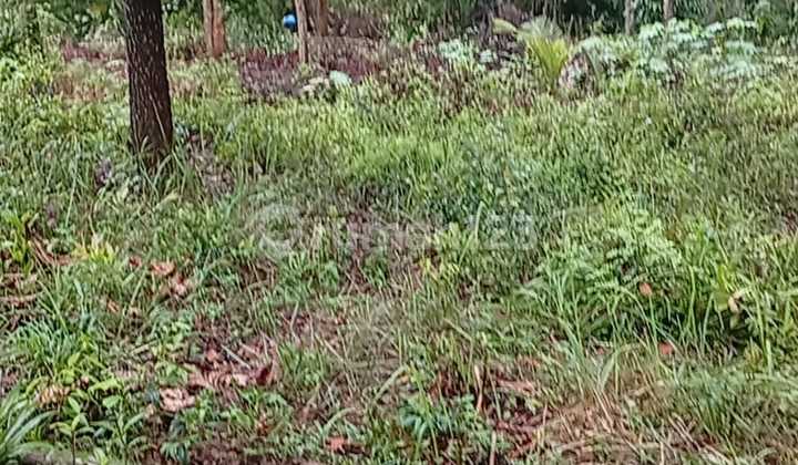 Murah Sangat Tanah Tanjung Pinang Uban Murah Sangat Tanah Tanjung Pinang Uban