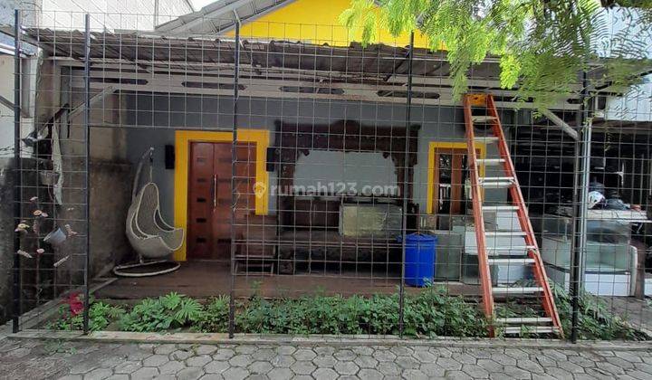 Rumah Mungil, Halaman Luas, Bonus Usaha Peternakan Ikan Discus 1