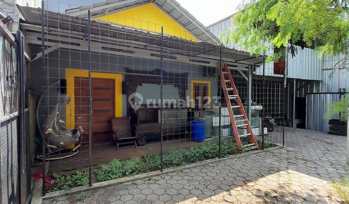 Rumah Mungil, Halaman Luas, Bonus Usaha Peternakan Ikan Discus 2