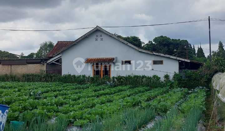 Tanah Di Sukarasa, Cibodas, Lembang Sayap Jl Maribaya Tanah Di Sukarasa, Cibodas, Lembang Sayap Jl Maribaya