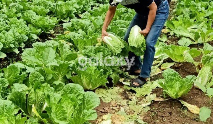 Tanah Desa Dawuhan Sengon Pasuruan 800 Ribu Permeter 1