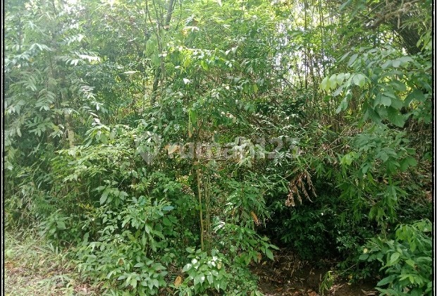Dijual 2 Bidang Tanah Luas - Kabupaten Jembrana Dijual 2 Bidang Tanah Luas - Kabupaten Jembrana
