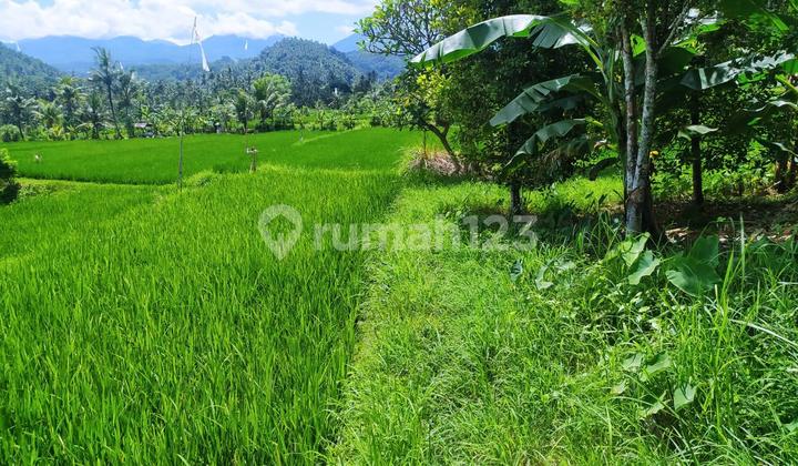 For Sale 3 Land Plots with Total Area of 10290 M2 - Buleleng For Sale 3 Land Plots with Total Area of 10290 M2 - Buleleng